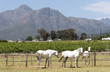 Stellenbosch Western Cape South Africa. December 2017. White horses out to graze on a stud close to Stellenbosch