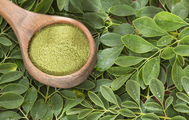 Canvas Print - Moringa leaves and powder - Moringa oleifera