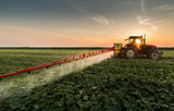 Fototapeta  - Tractor spraying pesticides on vegetable field with sprayer at spring