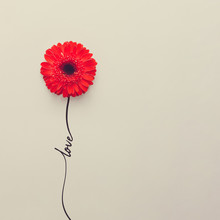 Creative Concept Made Of Red Daisy Flower With Word Love. Flat Lay. Valentines Day Concept.