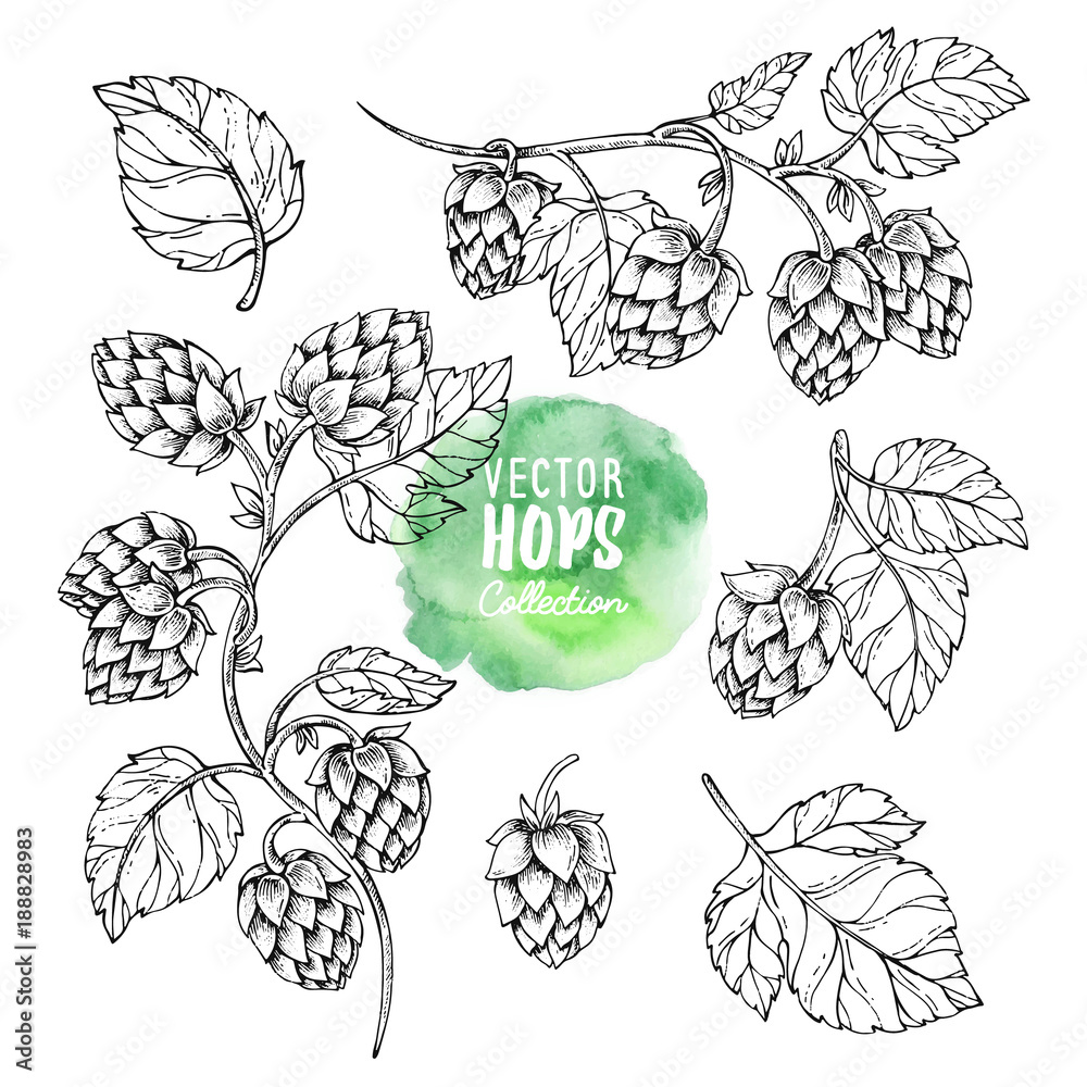 Sketches of hop plant. Hops vector set. Humulus lupulus illustration for packing, pattern, beer illustration. - obrazy, fototapety, plakaty 