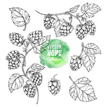 Sketches Of Hop Plant. Hops Vector Set. Humulus Lupulus Illustration For Packing, Pattern, Beer Illustration.
