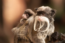 A Bearded Emperor Tamarin Carrying A Baby On Its Back