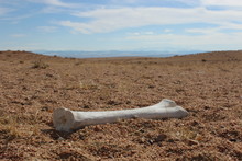 Animal Bones In Mongolian Desert 