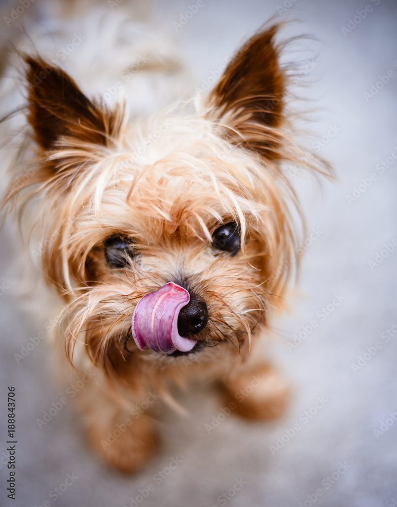 a cute old yorkshire terrier - obrazy, fototapety, plakaty 