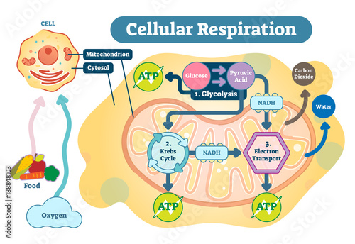 Cuadros en Lienzo Cellular respiration medical vector illustration diagram, respiration process scheme