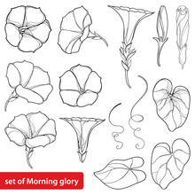 Vector Set With Outline Ipomoea Or Morning Glory Flower Bell, Leaves And Bud In Black Isolated On White Background. Perennial Climbing Plant In Contour Style For Summer Design And Coloring Book.