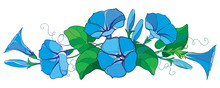 Vector Horizontal Bunch With Outline Ipomoea Or Morning Glory Flower Bell In Pastel Blue, Green Leaf And Bud Isolated On White Background. Perennial Climbing Plant In Contour Style For Summer Design.