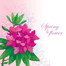 Vector Corner Bouquet With Outline Pink Rhododendron Or Alpine Rose Flower On The Pastel Background. Bunch With Evergreen Mountain Flowers And Leaves In Contour Style For Greeting Summer Design. 