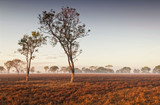Fototapeta Na drzwi - Dawn mist in the Australian Outback (Darwin, Northern Territory)