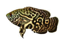 Tiger Oscar Cichlid Astronotus Ocellatus Aquarium Fish 