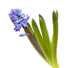 Wall Mural - blue hyacinth isolated