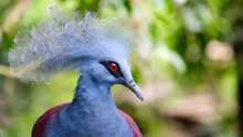 Western & Victorian Crowned-Pigeon Bird Head Close Up. Beautiful Pigeon With Grey Crest