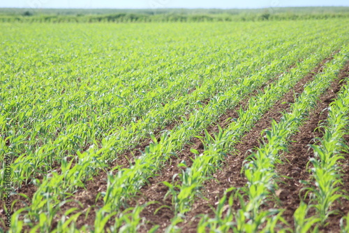 Maisfeld, Maispflanze, Maisanbau – Stock-Foto | Adobe Stock