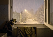 The Cat Watched The Window The Night Before The First Snowfall