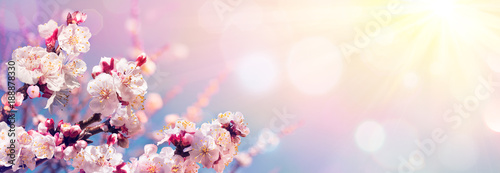 Plakat kwiaty wiśni   rozowe-kwiaty-przeciwko-niebie-o-wschodzie-slonca-kwitnace-wiosna