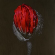 Close-up Of Closed Red Poppy Flower And Bud