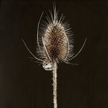 Close Up Of Dried Thistle Plant