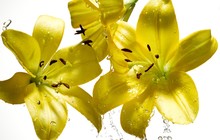 Yellow Lily Flowers With Water Drops Petals
