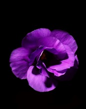 Close Up Of Purple Flower Against Black Background