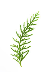 a twig of cypress on a white background