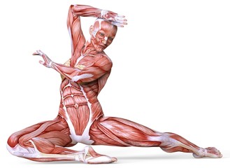 female anatomy and muscles, body without skin isolated on white