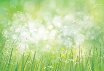Wall Mural - vector summer, green, nature background, grass and flowers border on bokeh green background.