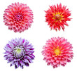 colection dahlia flowers isolated on white background