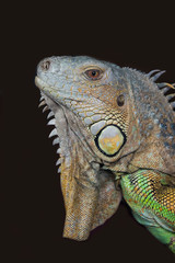 Poster - very close upright portrait photograph of the head of a iguana against a dark background 