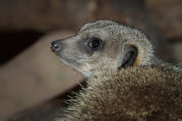 Poster - Close up portrait of a meerkat unusal looking from behind and with it facing left