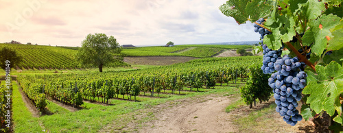 Fotografía Grappe de raisin et vigne, paysage de France