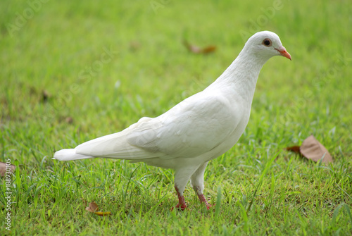 Bird White Nature Seagull Animal Pigeon Grass Dove