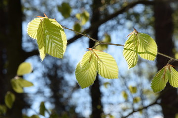 Poster - Buchenblätter im Frühling