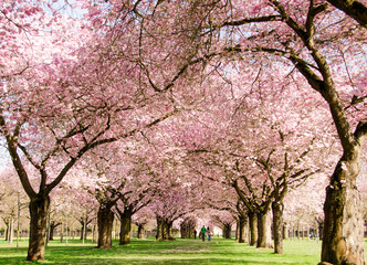 Fotomurales - Japanische Kirschblüten, Glückwunsch, Lebensfreude, alles Liebe: Verträumte zarte Kirschblüten vor blauem Frühlingshimmel :) 