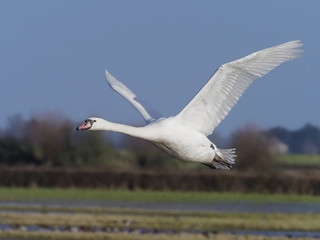 Canvas Print - Mute swan, Cygnus olor