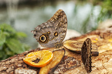Close-up Of An Common Buckeye Butterfly Eating Fruits