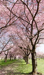 Fotomurales - Japanische Kirschblüten, Glückwunsch, Lebensfreude, alles Liebe: Verträumte zarte Kirschblüten vor blauem Frühlingshimmel :) 