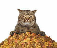 The Cat Is Near A Pile Of Dry Food. White Background.