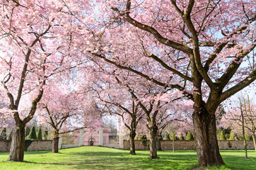 Fotomurales - Japanische Kirschblüten, Glückwunsch, Lebensfreude, Glück, Auszeit, Frühlingserwachen, alles Liebe: Verträumte zarte Kirschblüten vor blauem Frühlingshimmel :)