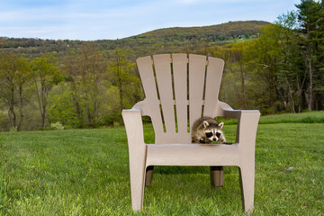 Wall Mural - A baby Raccoon playing on an Adirondack chair.