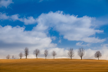 Canvas Print - Lonely tree on the empty golf course