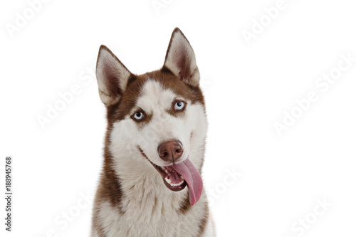 Chien Race Husky Mâle Yeux Bleus Pelage Brun Marron Yeux