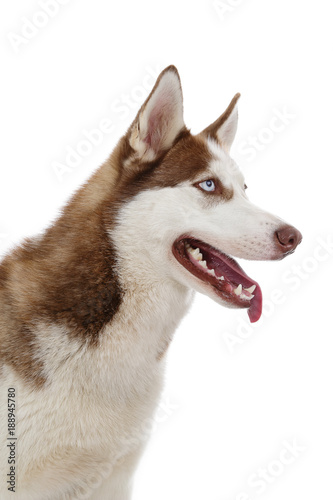 Chien Race Husky Mâle Yeux Bleus Pelage Brun Marron Yeux