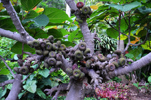 Trunk And Fruits Of Ficus Auriculata (Roxburgh Fig)
