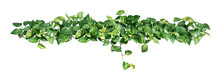 Heart Shaped Green Yellow Leaves Of Devil's Ivy Or Golden Pothos Isolated On White Background, Clipping Path Included.