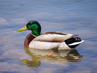 Mallard