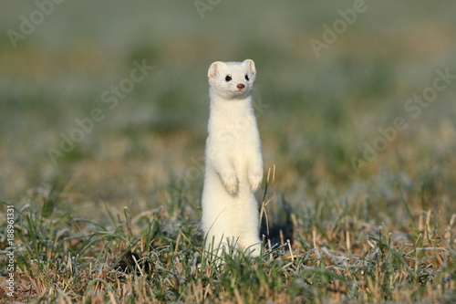 Fotomural stoat (Mustela erminea),short-tailed weasel Germany