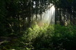 Sunrise in the forest with sunbeams shining through the trees
