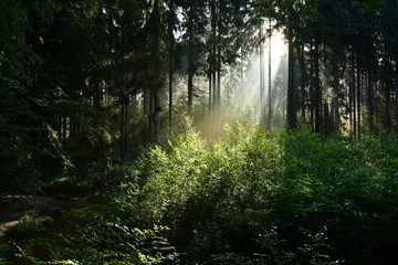 Poster - Sunrise in the forest with sunbeams shining through the trees