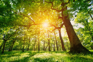 old oak tree foliage in morning light with sunlight